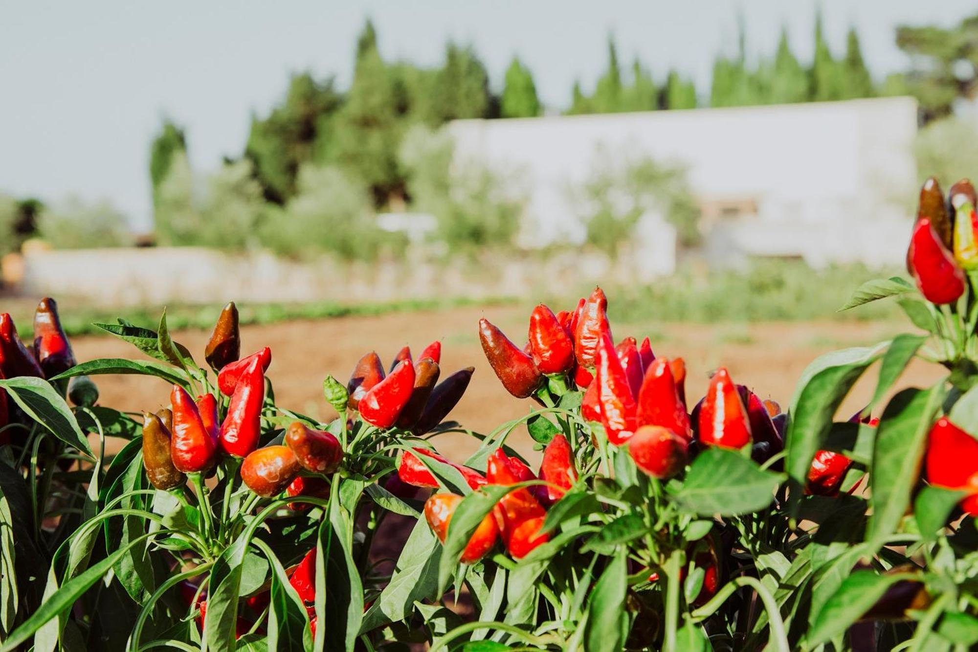 Masseria L'Uliveto Agri Resort 奥特朗托 外观 照片